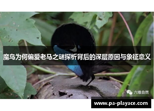 魔鸟为何偏爱老马之谜探析背后的深层原因与象征意义